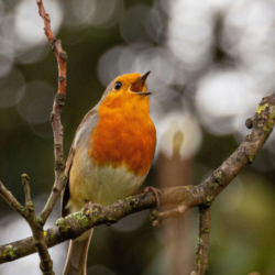 Listening for the Sound of the Genuine: A Winter Retreat Day