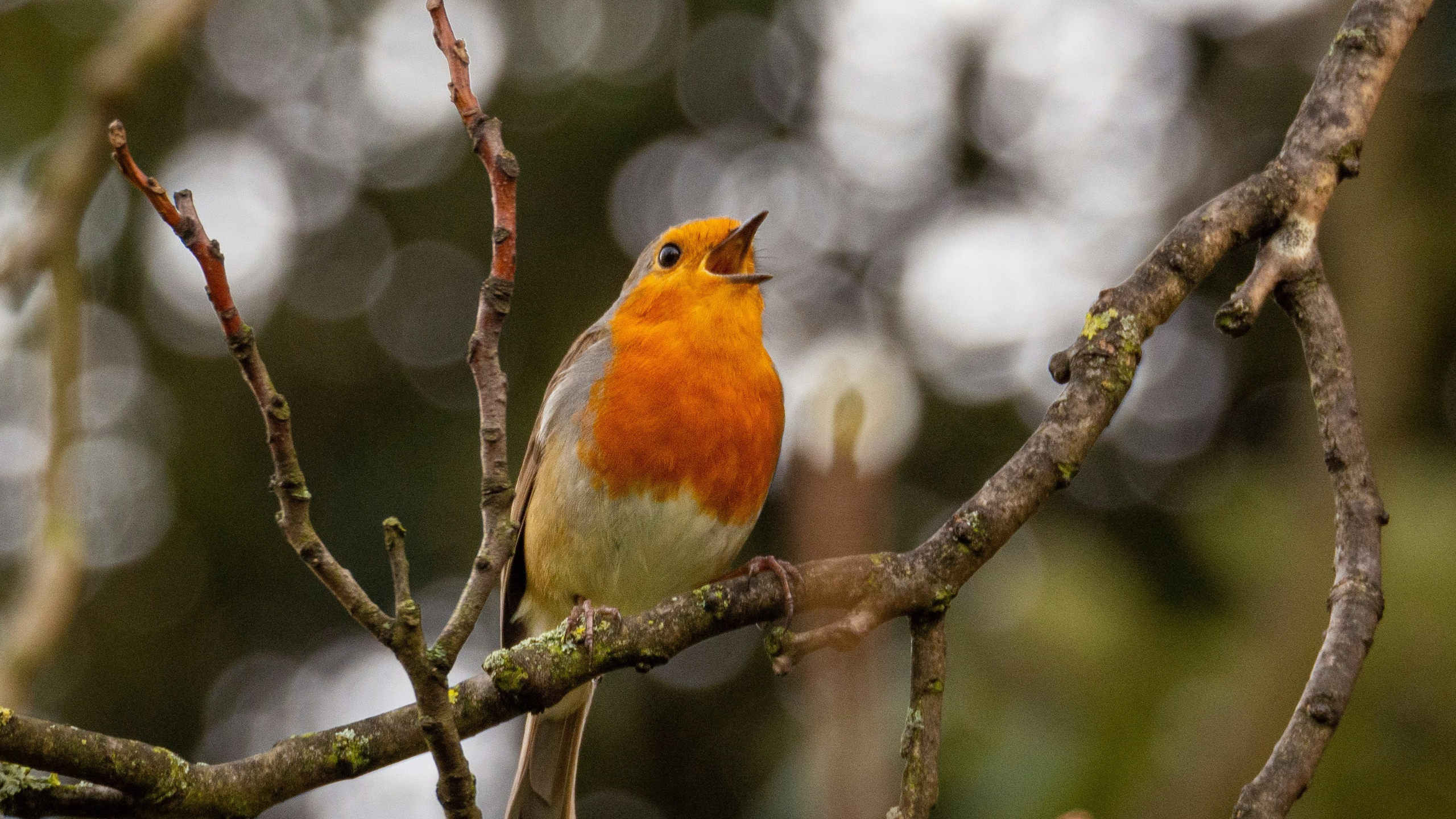 Listening for the Sound of the Genuine: A Winter Retreat Day